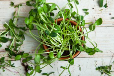 Filizlenmiş tohumlar, mikro yeşiller. Sağlıklı bir yaşam tarzı. Toprak bloğunda yeşil filizler.