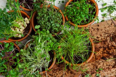 Filizlenmiş tohumlar, mikro yeşiller. Sağlıklı bir yaşam tarzı. Toprak bloğunda yeşil filizler.