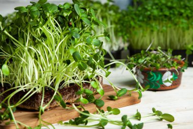 Filizlenmiş tohumlar, mikro yeşiller. Sağlıklı bir yaşam tarzı. Toprak bloğunda yeşil filizler.