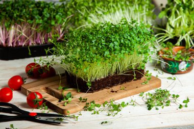 Filizlenmiş tohumlar, mikro yeşiller. Sağlıklı bir yaşam tarzı. Toprak bloğunda yeşil filizler.
