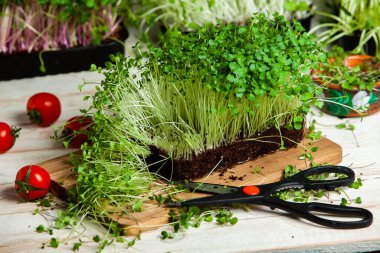 Filizlenmiş tohumlar, mikro yeşiller. Sağlıklı bir yaşam tarzı. Toprak bloğunda yeşil filizler.