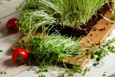 Filizlenmiş tohumlar, mikro yeşiller. Sağlıklı bir yaşam tarzı. Toprak bloğunda yeşil filizler.