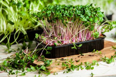 Filizlenmiş tohumlar, mikro yeşiller. Sağlıklı bir yaşam tarzı. Toprak bloğunda yeşil filizler.