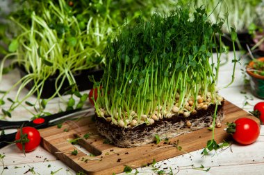 Filizlenmiş tohumlar, mikro yeşiller. Sağlıklı bir yaşam tarzı. Toprak bloğunda yeşil filizler.