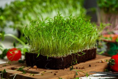 Filizlenmiş tohumlar, mikro yeşiller. Sağlıklı bir yaşam tarzı. Toprak bloğunda yeşil filizler.