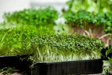 Filizlenmiş tohumlar, mikro yeşiller. Sağlıklı bir yaşam tarzı. Toprak bloğunda yeşil filizler.