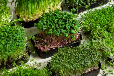 Filizlenmiş tohumlar, mikro yeşiller. Sağlıklı bir yaşam tarzı. Toprak bloğunda yeşil filizler.