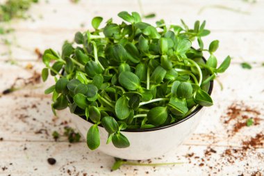 Filizlenmiş tohumlar, mikro yeşiller. Sağlıklı bir yaşam tarzı. Toprak bloğunda yeşil filizler.