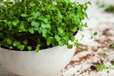 Filizlenmiş tohumlar, mikro yeşiller. Sağlıklı bir yaşam tarzı. Toprak bloğunda yeşil filizler.