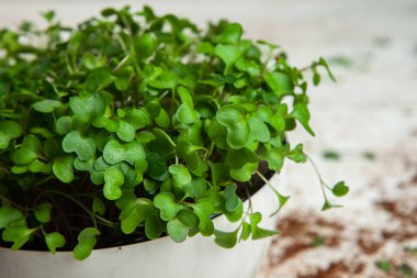 Filizlenmiş tohumlar, mikro yeşiller. Sağlıklı bir yaşam tarzı. Toprak bloğunda yeşil filizler.
