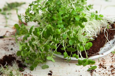 Filizlenmiş tohumlar, mikro yeşiller. Sağlıklı bir yaşam tarzı. Toprak bloğunda yeşil filizler.