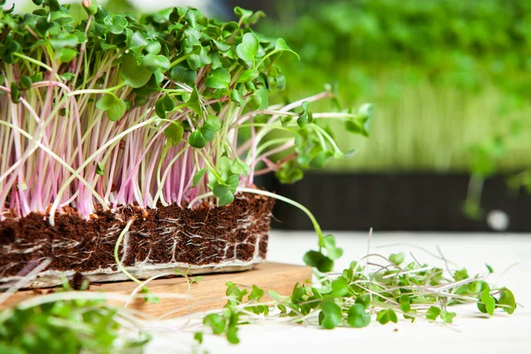 Growing Sprouted Seeds Microgreens Healthy Lifestyle Green Sprouts Block Soil — Stock Photo, Image
