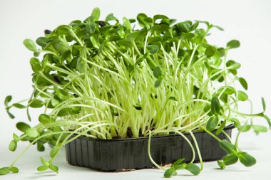 Organik çiğ yeşil gıda. Farklı türde mikro yeşil dereotu filizleri. Mikro sebzeli vejetaryen salatası.