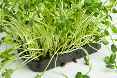 Organik çiğ yeşil gıda. Farklı türde mikro yeşil dereotu filizleri. Mikro sebzeli vejetaryen salatası.