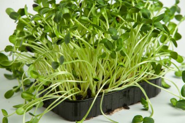 Organik çiğ yeşil gıda. Farklı türde mikro yeşil dereotu filizleri. Mikro sebzeli vejetaryen salatası.