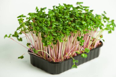 Organik çiğ yeşil gıda. Farklı türde mikro yeşil dereotu filizleri. Mikro sebzeli vejetaryen salatası.