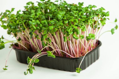 Organik çiğ yeşil gıda. Farklı türde mikro yeşil dereotu filizleri. Mikro sebzeli vejetaryen salatası.