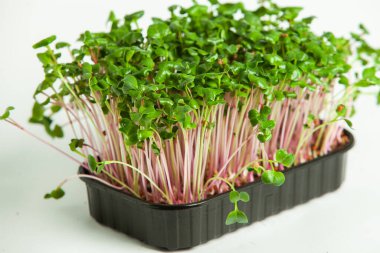 Organik çiğ yeşil gıda. Farklı türde mikro yeşil dereotu filizleri. Mikro sebzeli vejetaryen salatası.