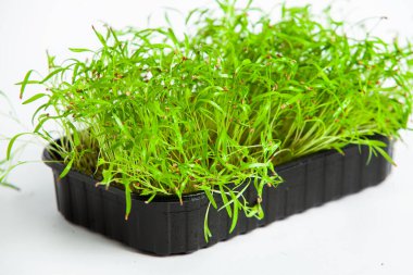 Organik çiğ yeşil gıda. Farklı türde mikro yeşil dereotu filizleri. Mikro sebzeli vejetaryen salatası.