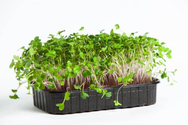 Organik çiğ yeşil gıda. Farklı türde mikro yeşil dereotu filizleri. Mikro sebzeli vejetaryen salatası.