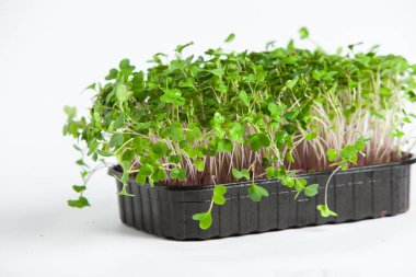 Organik çiğ yeşil gıda. Farklı türde mikro yeşil dereotu filizleri. Mikro sebzeli vejetaryen salatası.