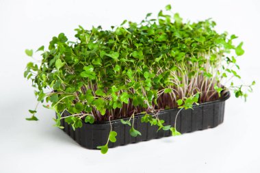 Organik çiğ yeşil gıda. Farklı türde mikro yeşil dereotu filizleri. Mikro sebzeli vejetaryen salatası.