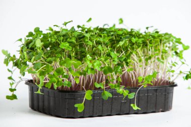 Organik çiğ yeşil gıda. Farklı türde mikro yeşil dereotu filizleri. Mikro sebzeli vejetaryen salatası.