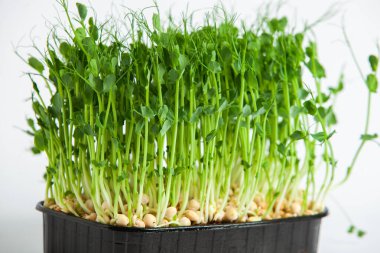Organik çiğ yeşil gıda. Farklı türde mikro yeşil dereotu filizleri. Mikro sebzeli vejetaryen salatası.