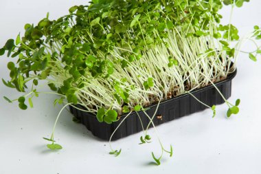 Organik çiğ yeşil gıda. Farklı türde mikro yeşil dereotu filizleri. Mikro sebzeli vejetaryen salatası.