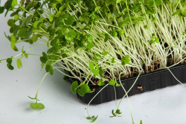 Organik çiğ yeşil gıda. Farklı türde mikro yeşil dereotu filizleri. Mikro sebzeli vejetaryen salatası.