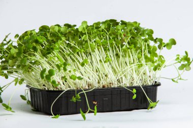 Organik çiğ yeşil gıda. Farklı türde mikro yeşil dereotu filizleri. Mikro sebzeli vejetaryen salatası.