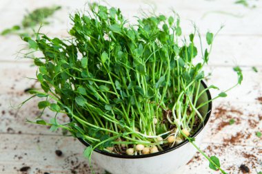 Organik çiğ yeşil gıda. Farklı türde mikro yeşil dereotu filizleri. Mikro sebzeli vejetaryen salatası.