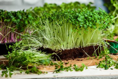 Organik çiğ yeşil gıda. Farklı türde mikro yeşil dereotu filizleri. Mikro sebzeli vejetaryen salatası.