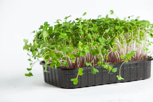 Organik çiğ yeşil gıda. Farklı türde mikro yeşil dereotu filizleri. Mikro sebzeli vejetaryen salatası.