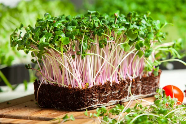 Organic raw green food. Different types of micro green dill sprouts. Vegan salad from microgreens.