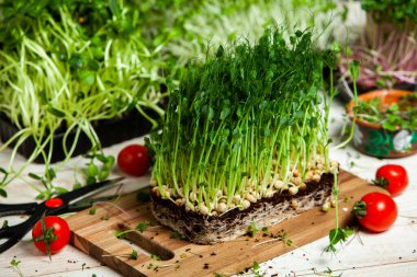 Organik çiğ yeşil gıda. Farklı türde mikro yeşil dereotu filizleri. Mikro sebzeli vejetaryen salatası.