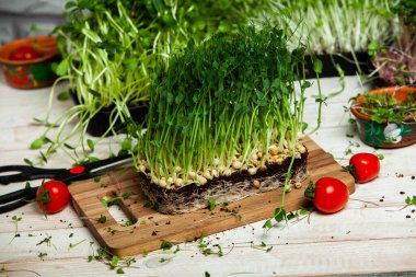 Organik çiğ yeşil gıda. Farklı türde mikro yeşil dereotu filizleri. Mikro sebzeli vejetaryen salatası.
