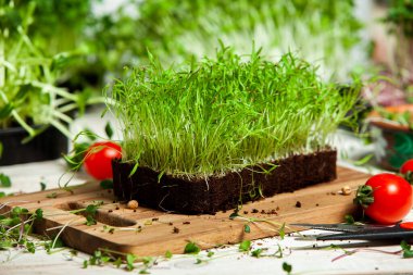 Organik çiğ yeşil gıda. Farklı türde mikro yeşil dereotu filizleri. Mikro sebzeli vejetaryen salatası.