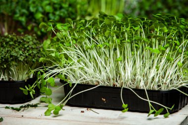 Organik çiğ yeşil gıda. Farklı türde mikro yeşil dereotu filizleri. Mikro sebzeli vejetaryen salatası.