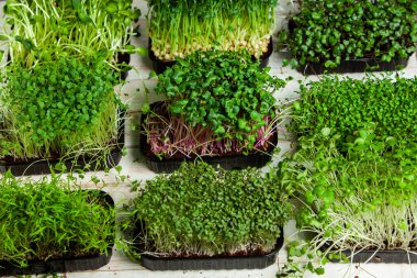 Organik çiğ yeşil gıda. Farklı türde mikro yeşil dereotu filizleri. Mikro sebzeli vejetaryen salatası.