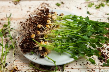 Organik çiğ yeşil gıda. Farklı türde mikro yeşil dereotu filizleri. Mikro sebzeli vejetaryen salatası.