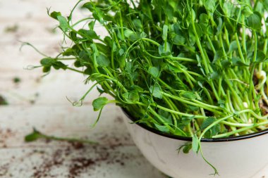 Organik çiğ yeşil gıda. Farklı türde mikro yeşil dereotu filizleri. Mikro sebzeli vejetaryen salatası.