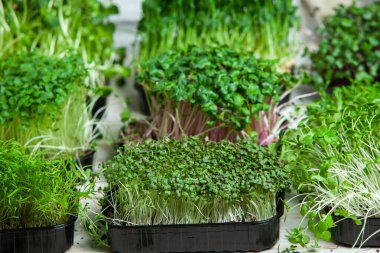 Mikro yeşiller, lahanayla bebek yaprağı sebzeleri arasına düşen taze sebzelerdir. Mikro yeşiller çiğ yenebilir.