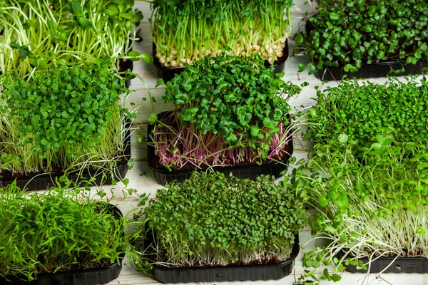 Micro greens are young vegetable greens that fall somewhere between sprouts and baby leaf vegetables. Micro greens may be eaten raw