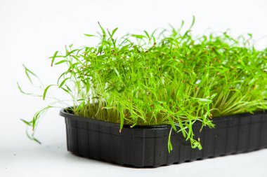 Mikro yeşillikler, özellikle salatalarda, yiyecek olarak kullanılan rogula, dereotu, lahana ya da doru gibi çeşitli bitkilerin küçük filizleri.. 