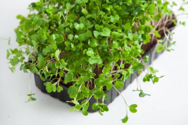 Mikro yeşillikler, özellikle salatalarda, yiyecek olarak kullanılan rogula, dereotu, lahana ya da doru gibi çeşitli bitkilerin küçük filizleri.. 