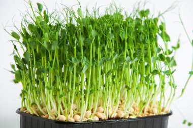 Mikro yeşillikler, özellikle salatalarda, yiyecek olarak kullanılan rogula, dereotu, lahana ya da doru gibi çeşitli bitkilerin küçük filizleri.. 