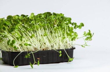 Mikro yeşillikler, özellikle salatalarda, yiyecek olarak kullanılan rogula, dereotu, lahana ya da doru gibi çeşitli bitkilerin küçük filizleri.. 