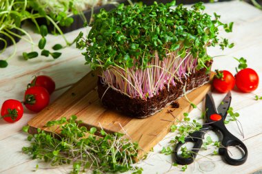 Mikro yeşillikler, özellikle salatalarda, yiyecek olarak kullanılan rogula, dereotu, lahana ya da doru gibi çeşitli bitkilerin küçük filizleri.. 