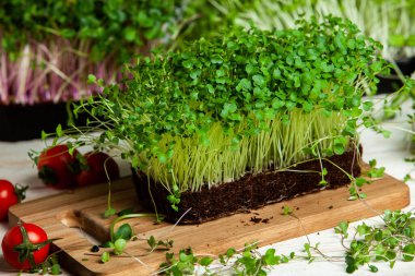 Mikro yeşillikler, özellikle salatalarda, yiyecek olarak kullanılan rogula, dereotu, lahana ya da doru gibi çeşitli bitkilerin küçük filizleri.. 